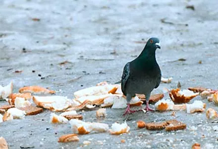 Cómo añadir breadcrumbs en WordPress y Genesis Framework